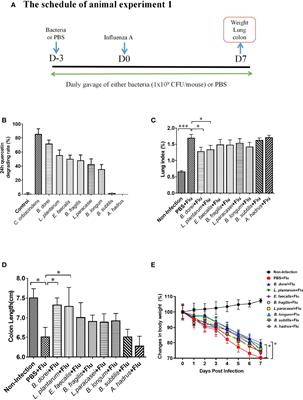 A Novel Immunobiotics Bacteroides dorei Ameliorates Influenza Virus Infection in Mice